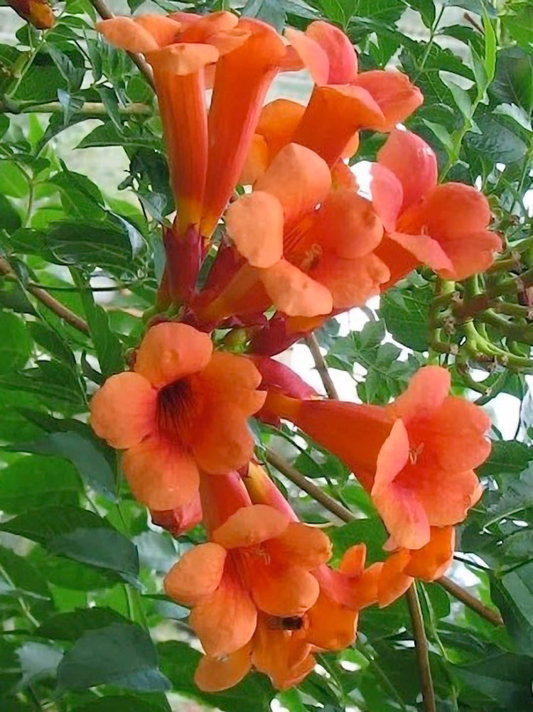 Campsis Radicans Orange Plant or Trumpet Vine with Green coloured leaves and Orange coloured flower