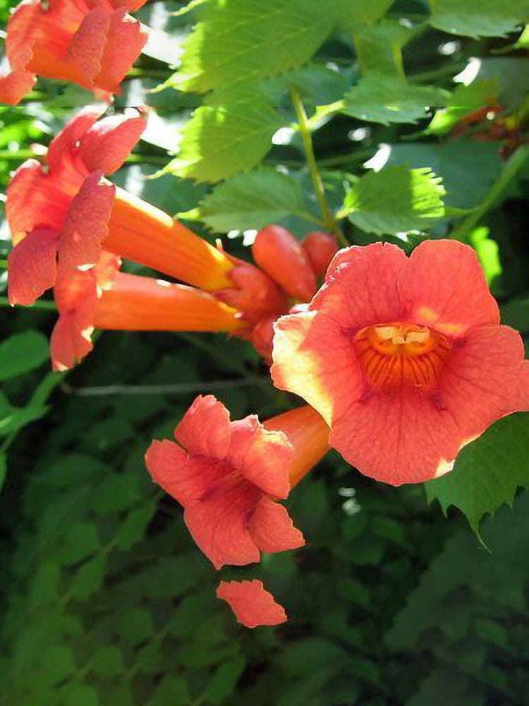 Campsis Radicans Orange