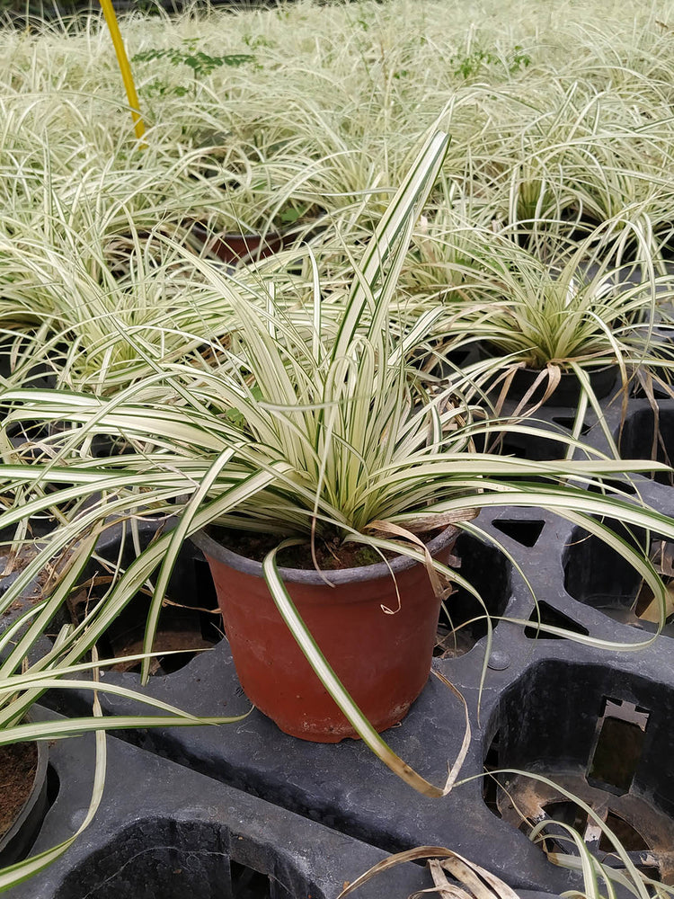 Carex Hachijoensis