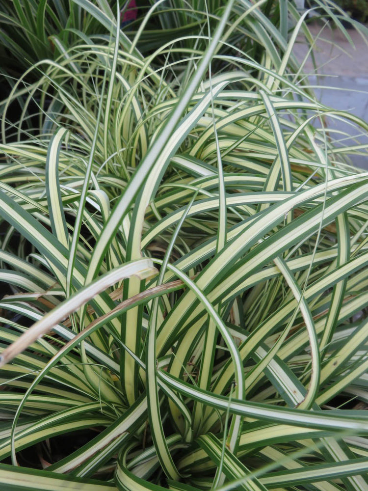 Carex Hachijoensis