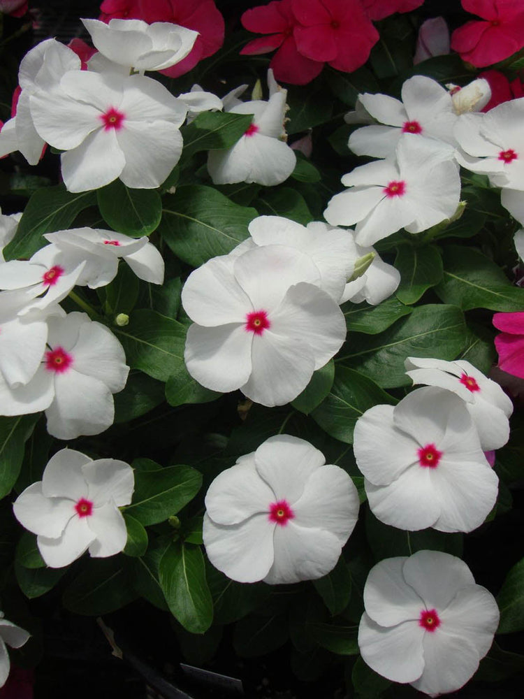 Catharanthus Roseus First Kiss Polka Dot