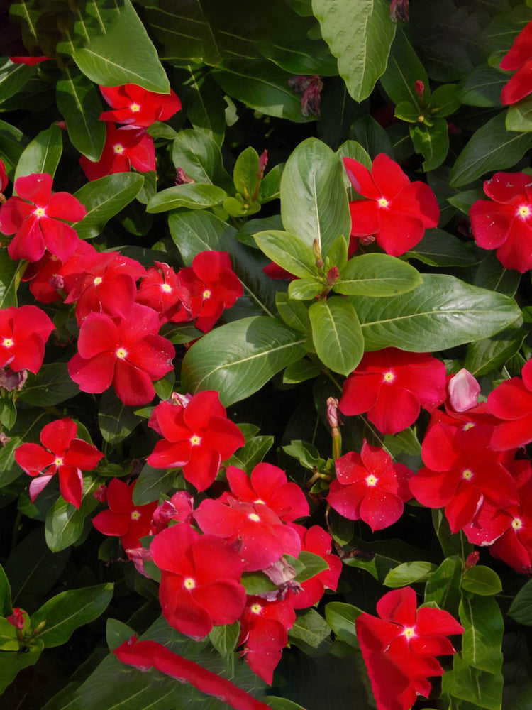 Catharanthus Roseus Red
