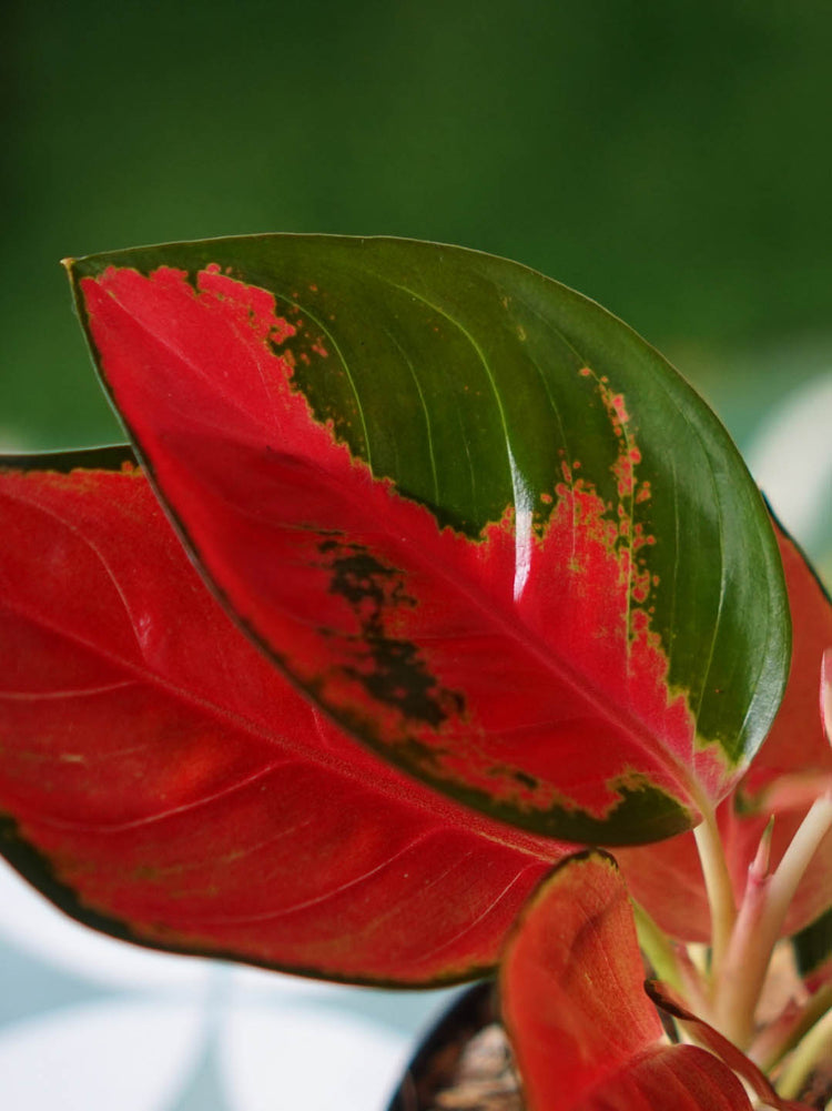 Aglaonema Suksom Jaipong