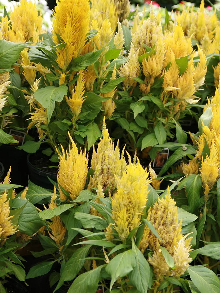 Celosia Plume Yellow