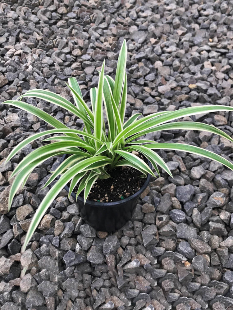Chlorophytum Ocean
