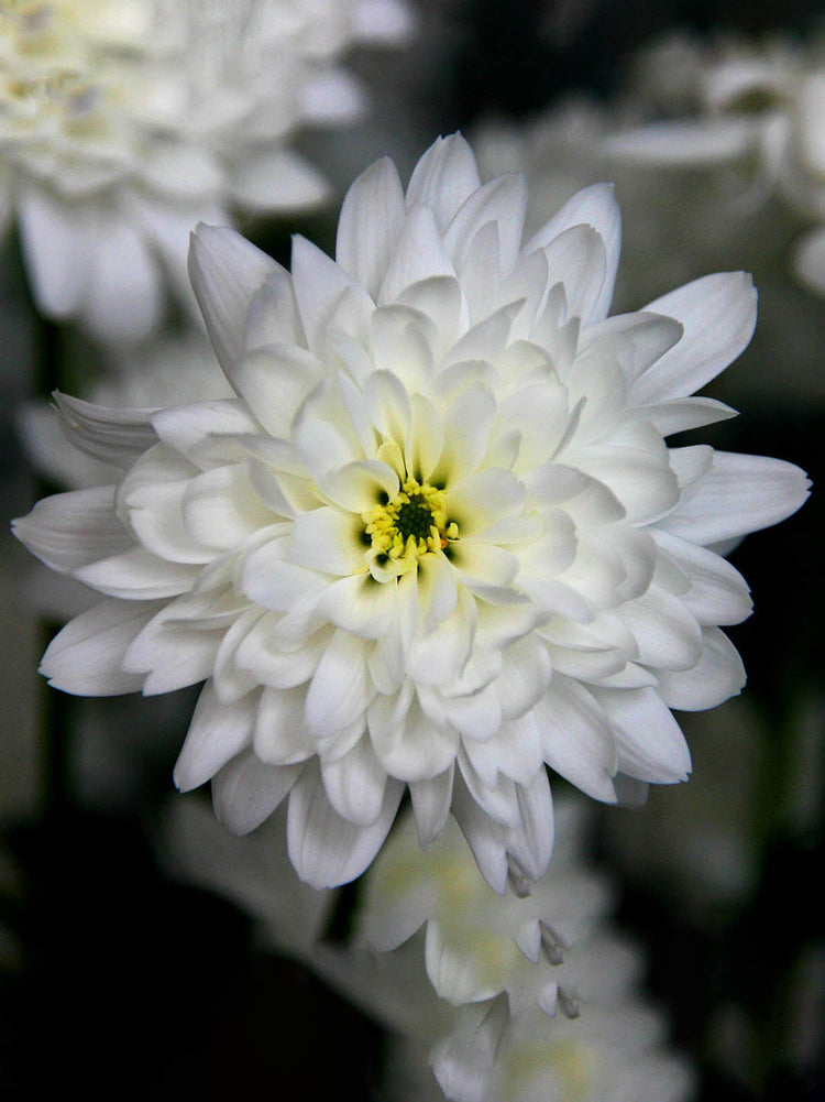 Chrysanthemum Snow White