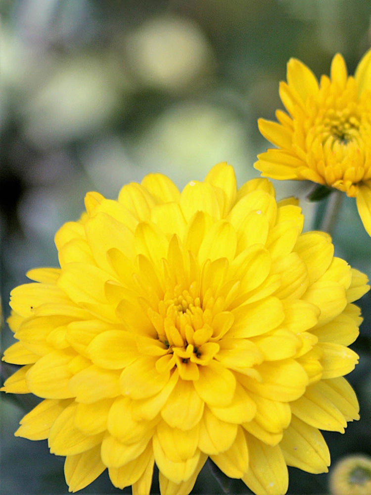 Chrysanthemum Yellow
