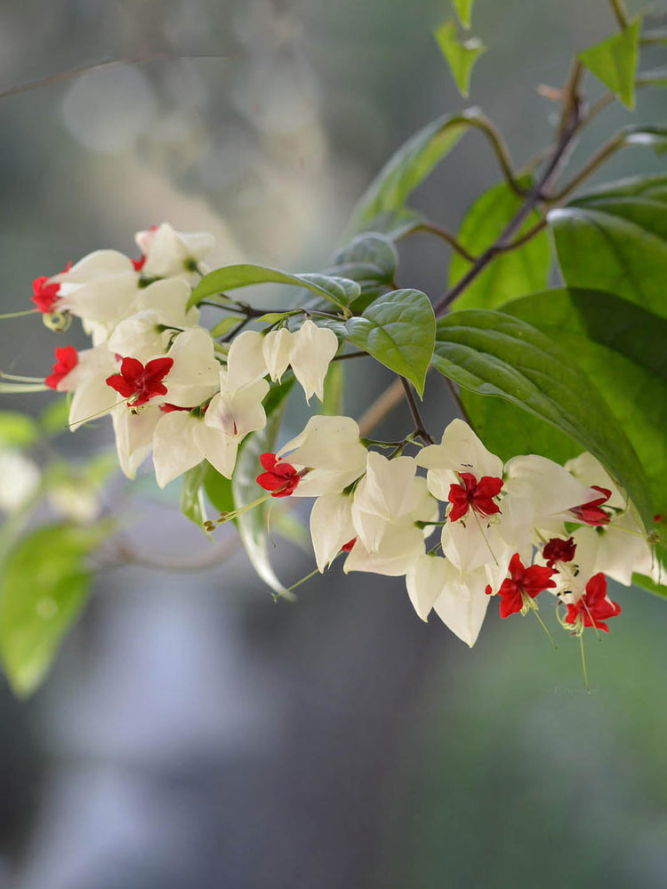Clerodendrum Thomsoniae
