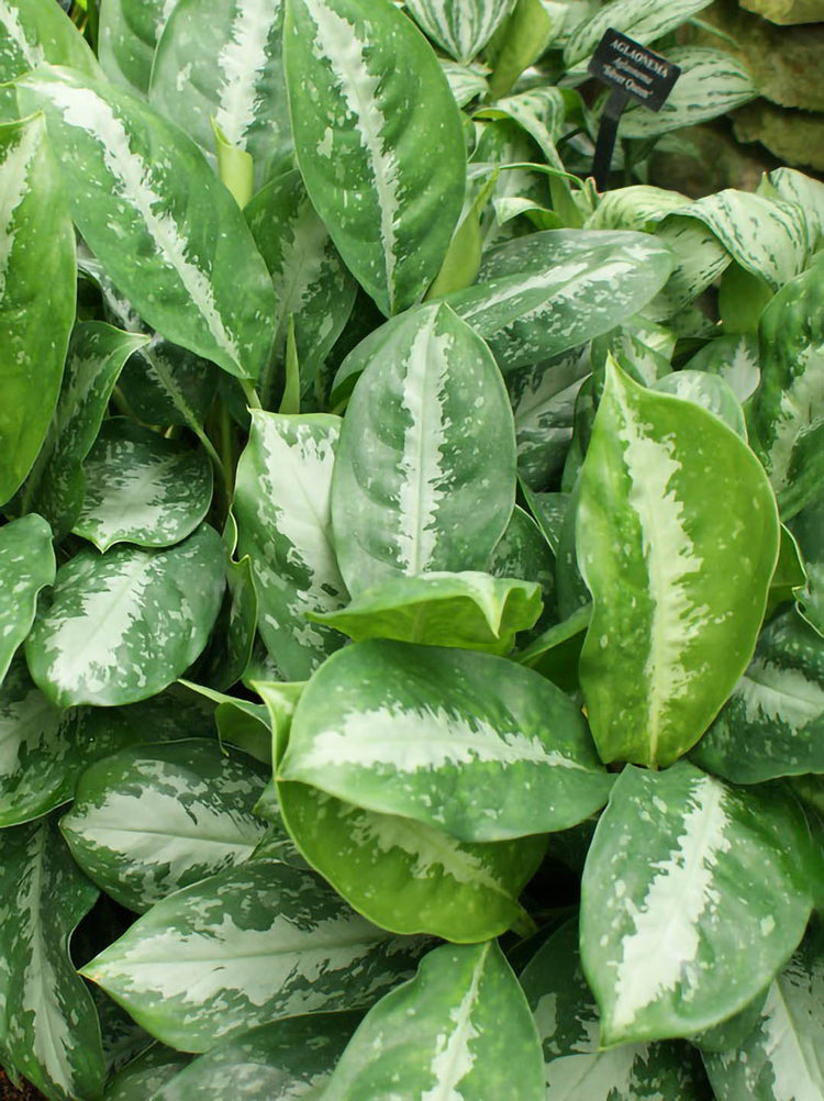 Aglaonema Key Largo