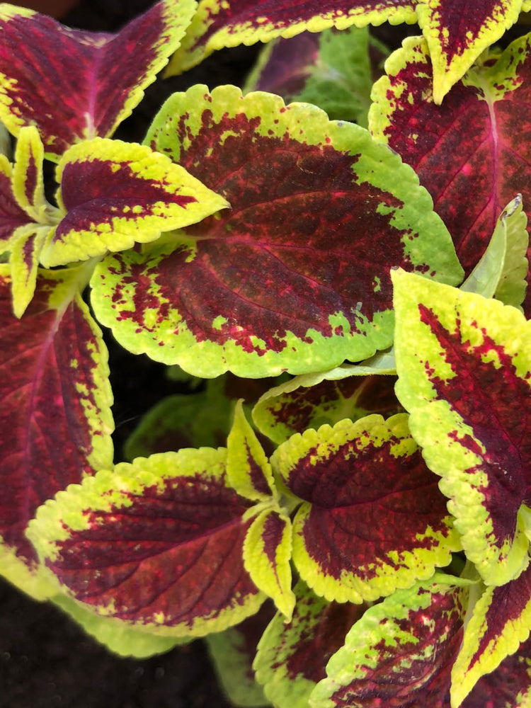 Coleus Sun Crimson Gold