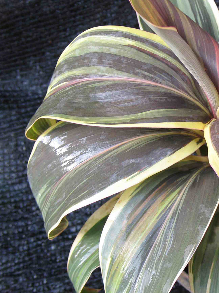 Cordyline Fruticosa Chocolate Queen