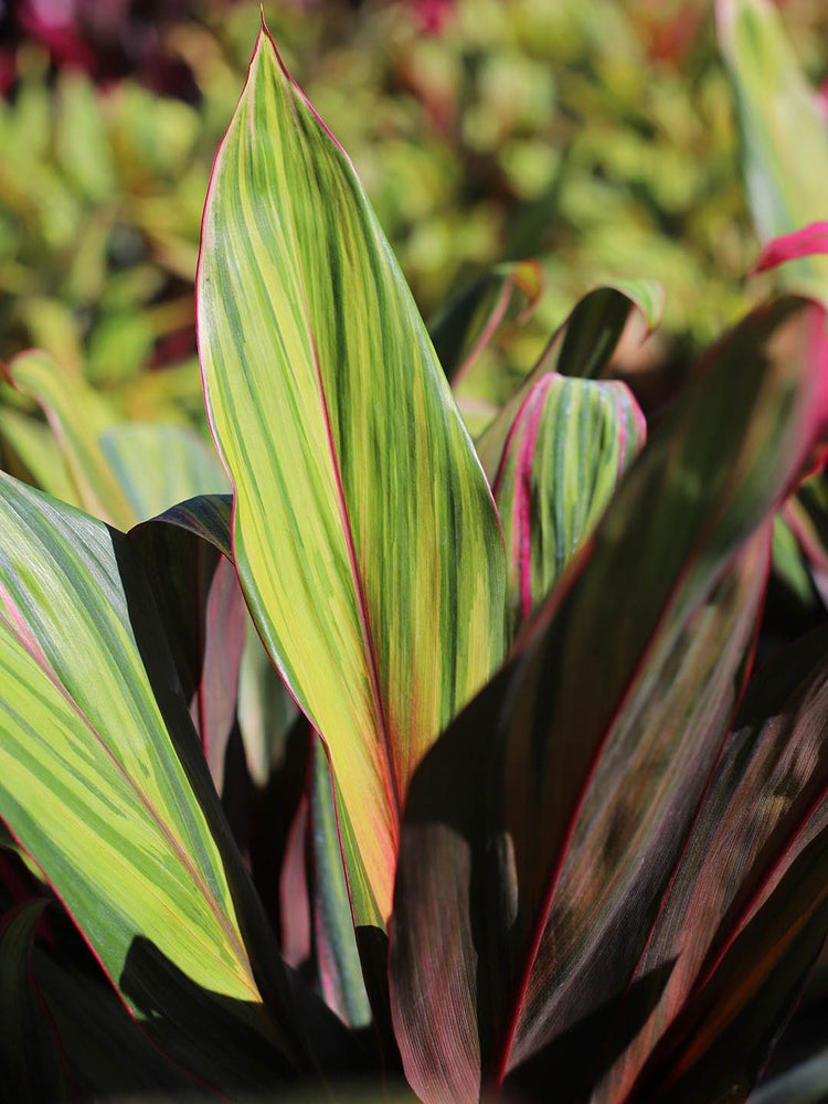 Cordyline Fruticosa Singapore Twist