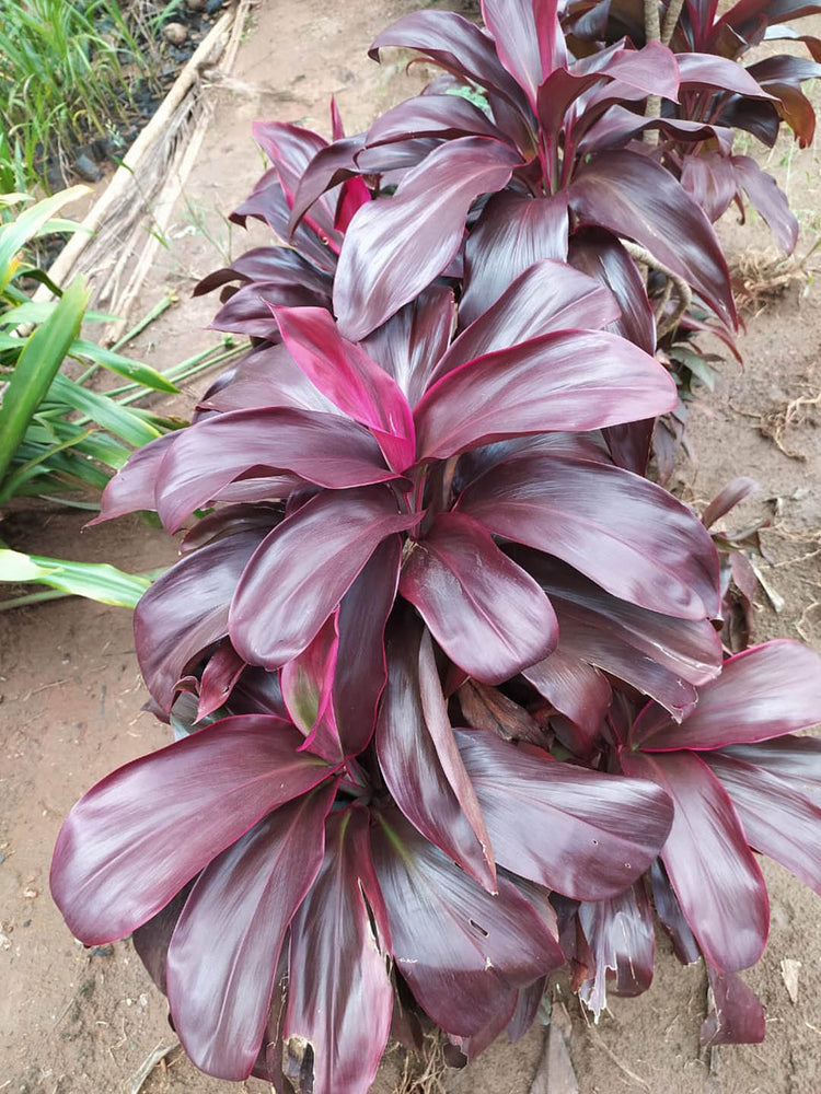 Cordyline Terminalis Ruby Red