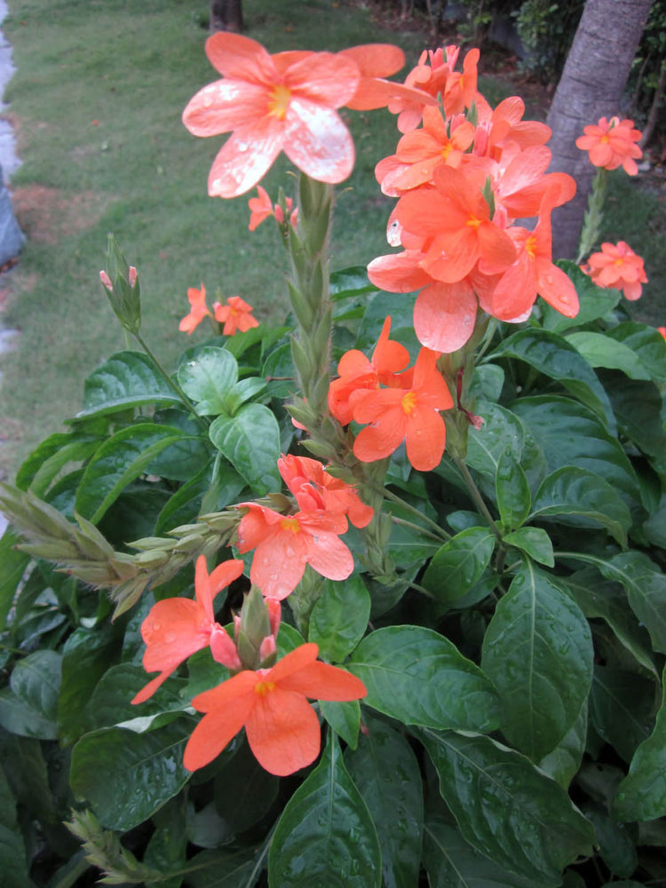 Crossandra Infundibuliformis Salmon Pink