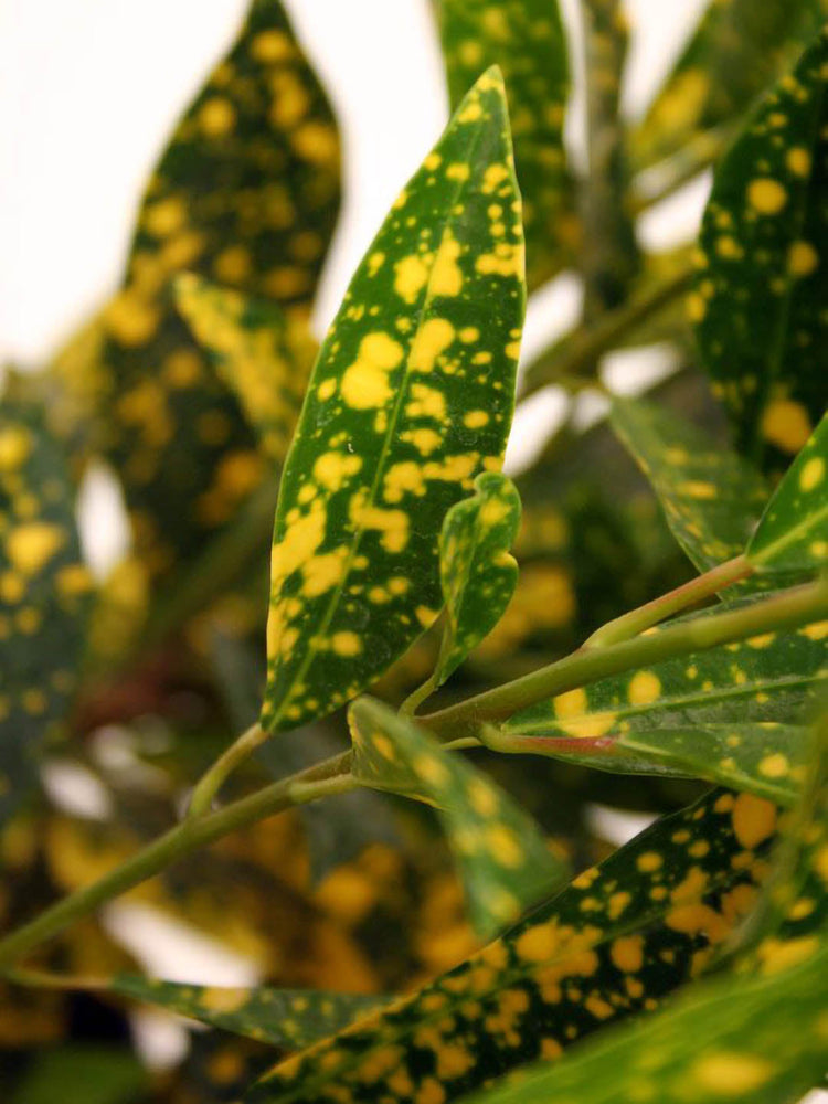 Croton Gold Dust