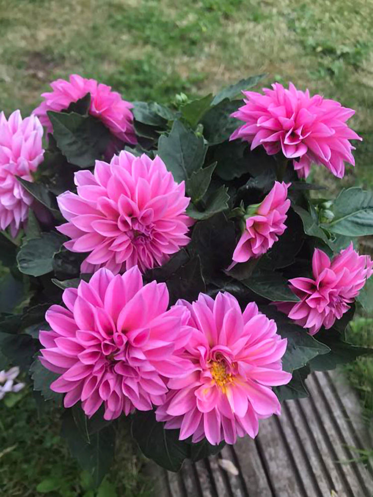 Dahlia Pinnata Pink