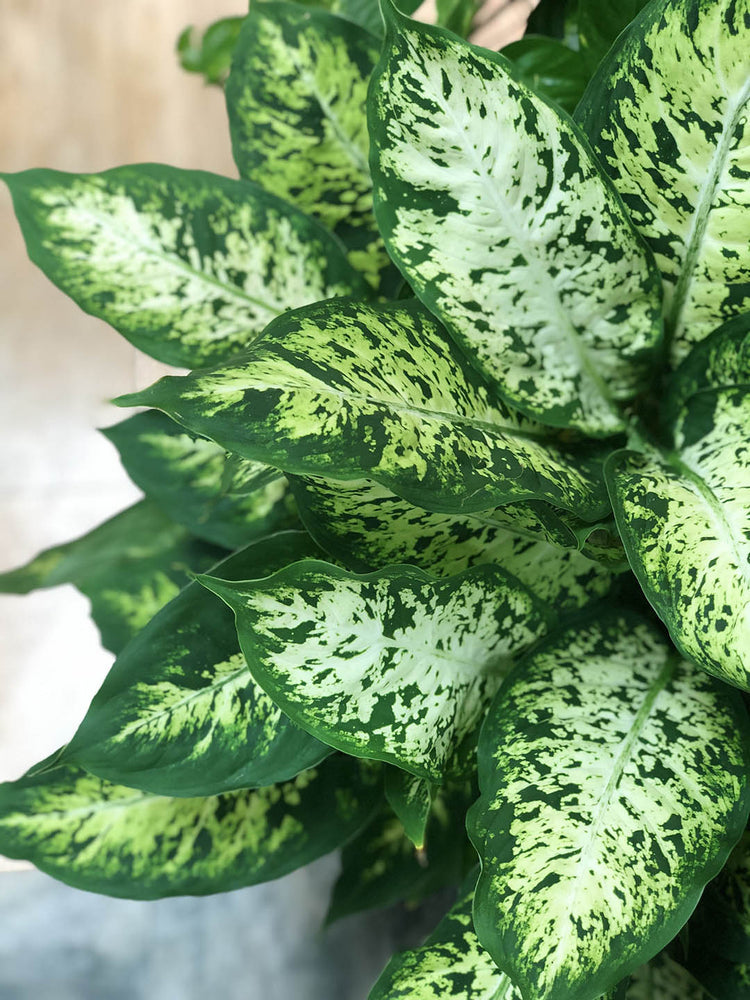 Dieffenbachia Compacta