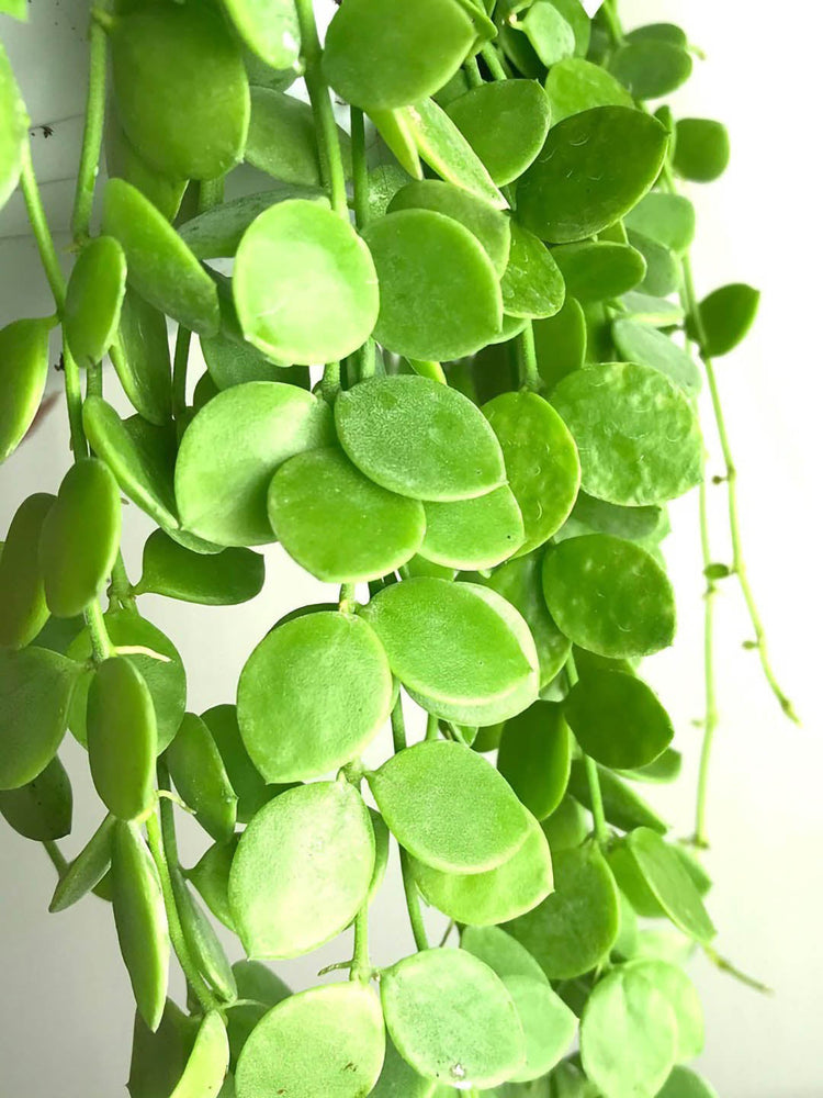 Dischidia Numularia Ideaminubu