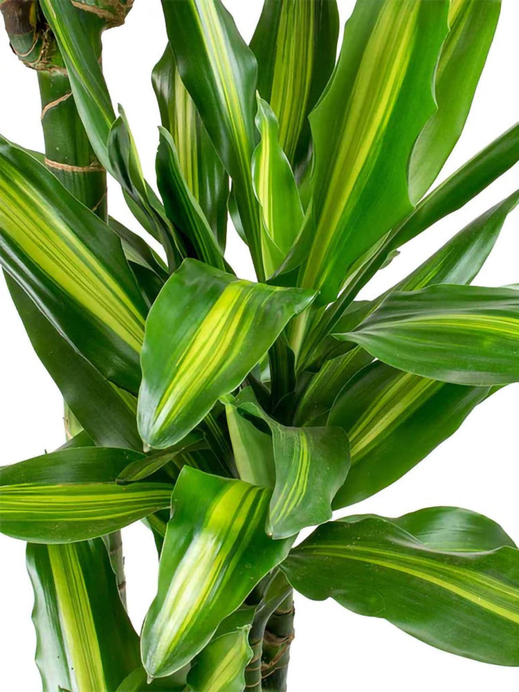 Dracaena Fragrans Massangeana