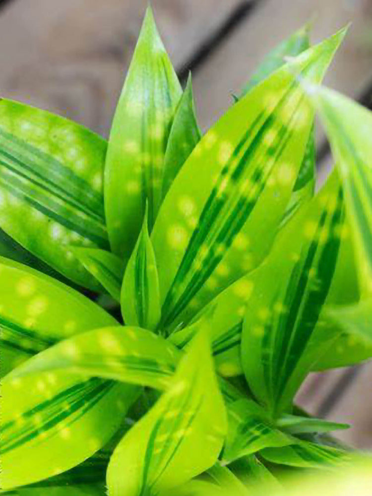 Dracaena Surculosa Mike