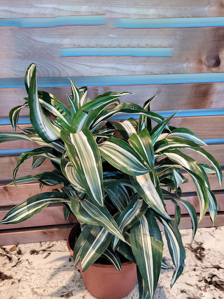 Dracaena Jade Jewel