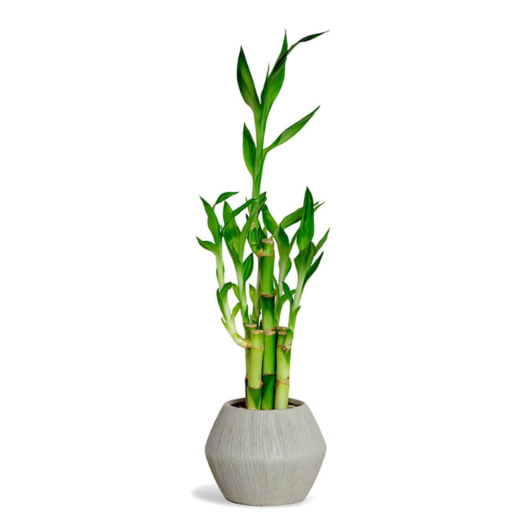 Dracaena Sanderiana 1 Layer Plant or Lucky bamboo with Green coloured leaves