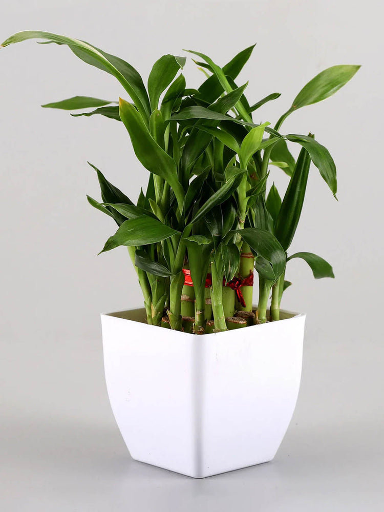 Dracaena Sanderiana 2 Layer Plant or 2 Layer Lucky Bamboo with Green coloured leaves