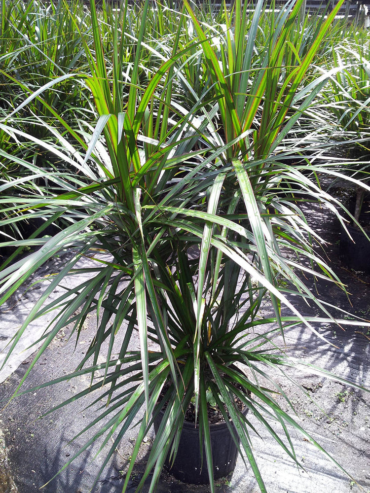 Dracaena Marginata Tricolor Green