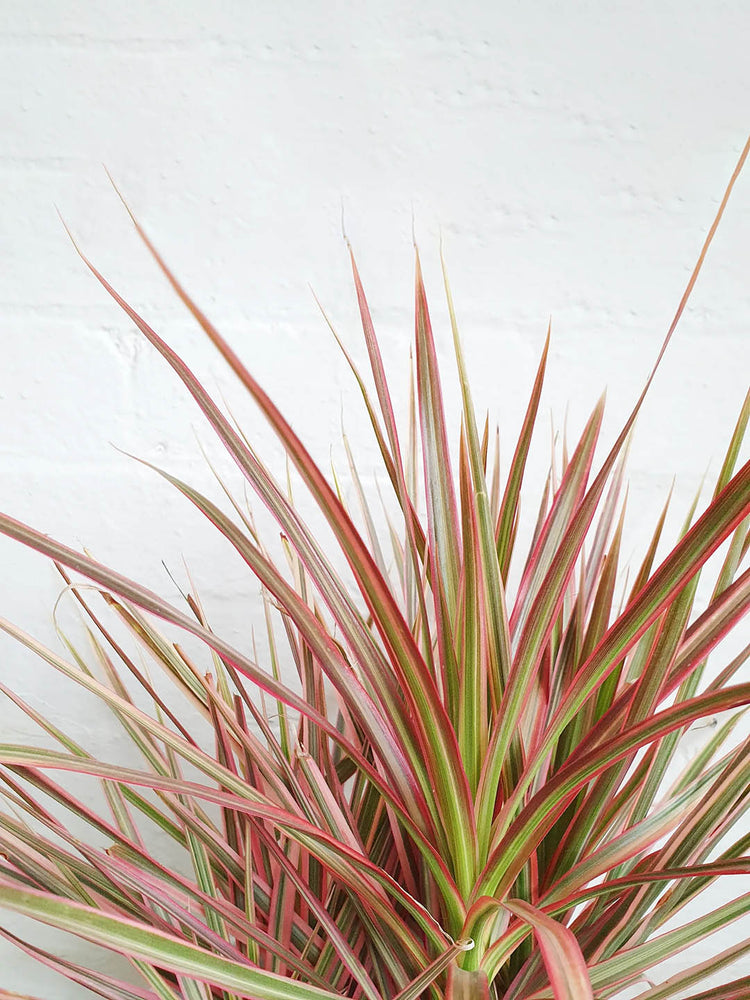 Dracaena Marginata Tricolor Maroon