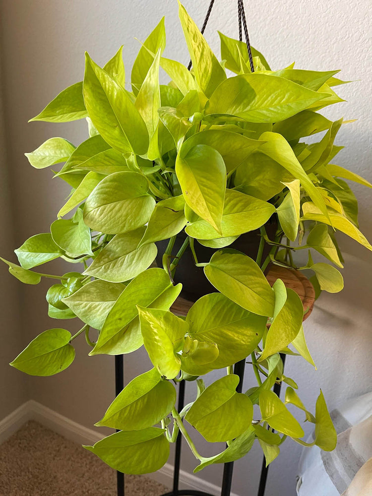Epipremnum Aureum Neon