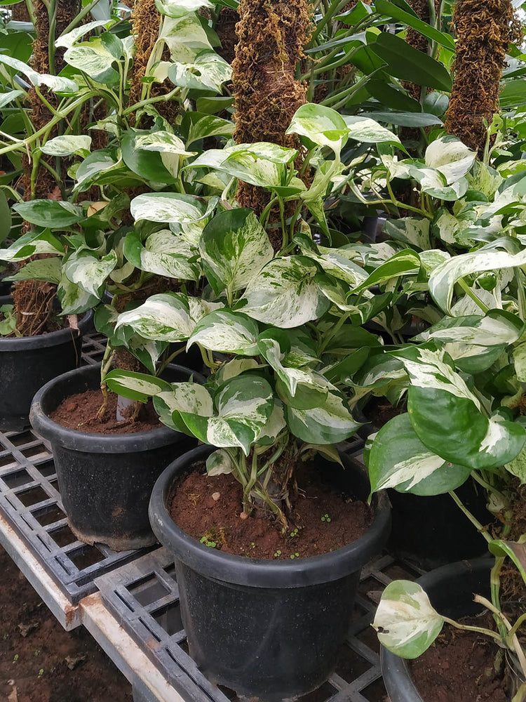 Epipremnum Aureum Marble Queen