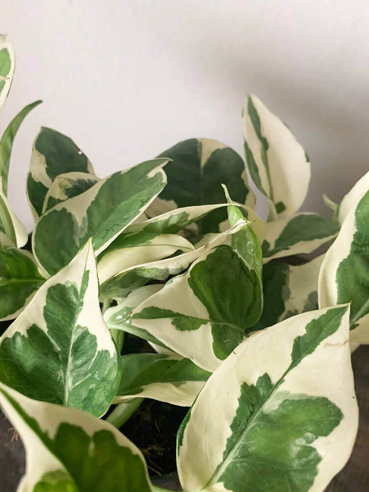 Epipremnum Aureum Njoy