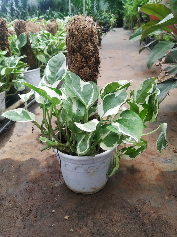 Epipremnum Aureum Pearls and Jade