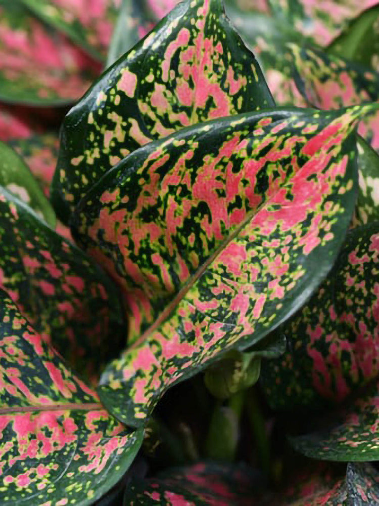 Aglaonema Pink Dalmatian
