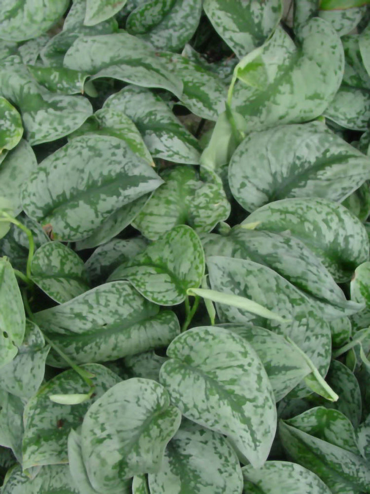 Epipremnum Aureum Satin