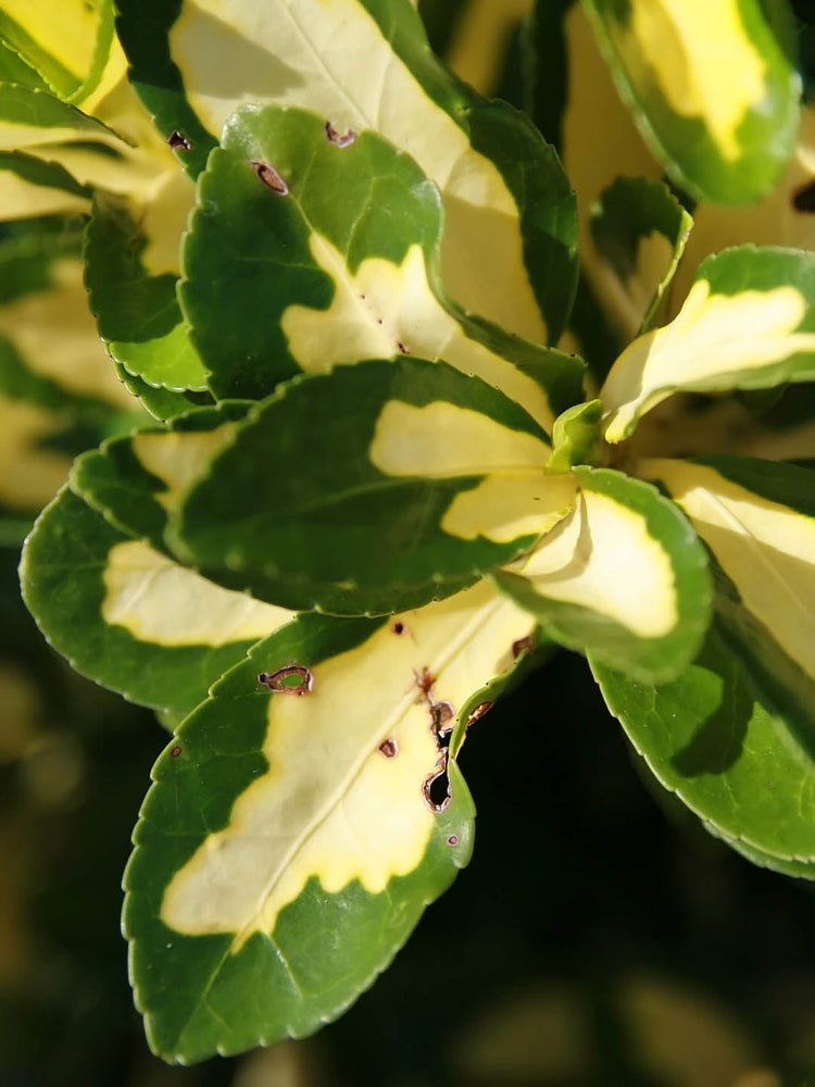 Euonymus Japonicus Golden Maiden