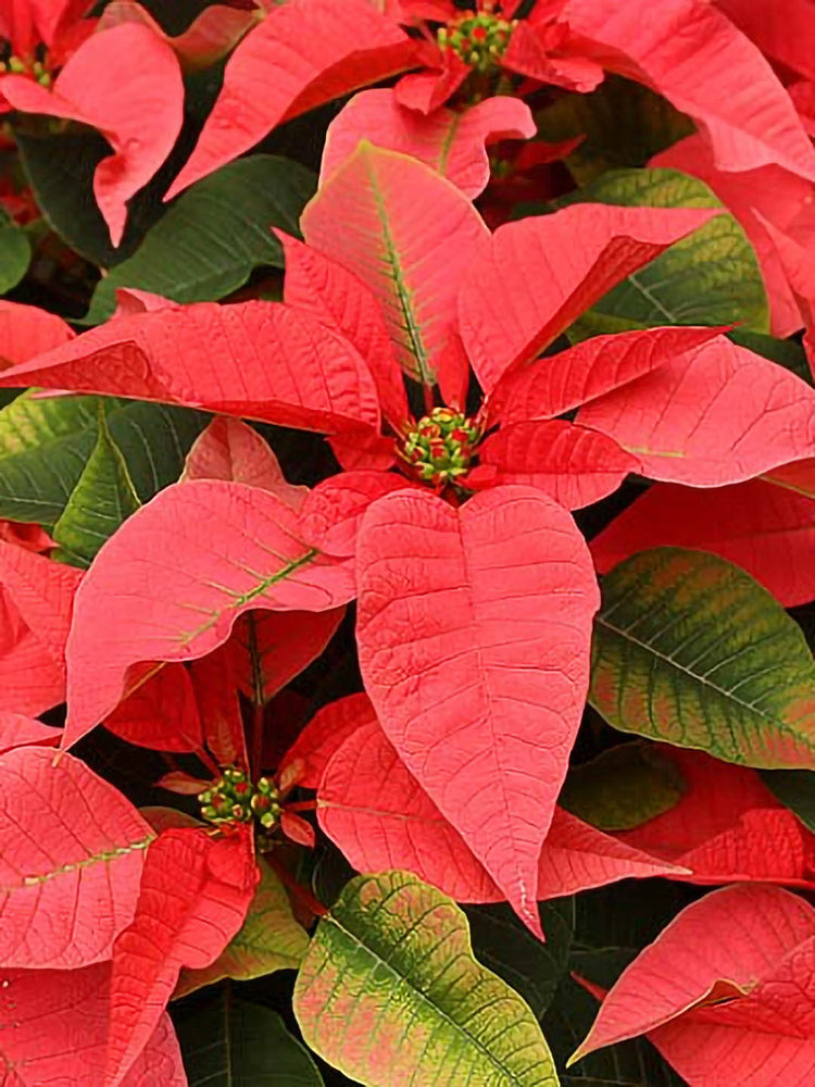 Euphorbia Pulcherrima Pink