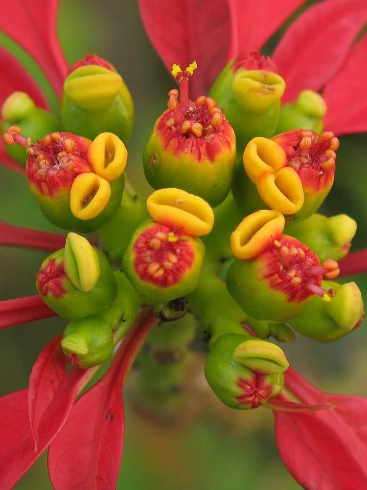 Euphorbia Pulcherrima Pink