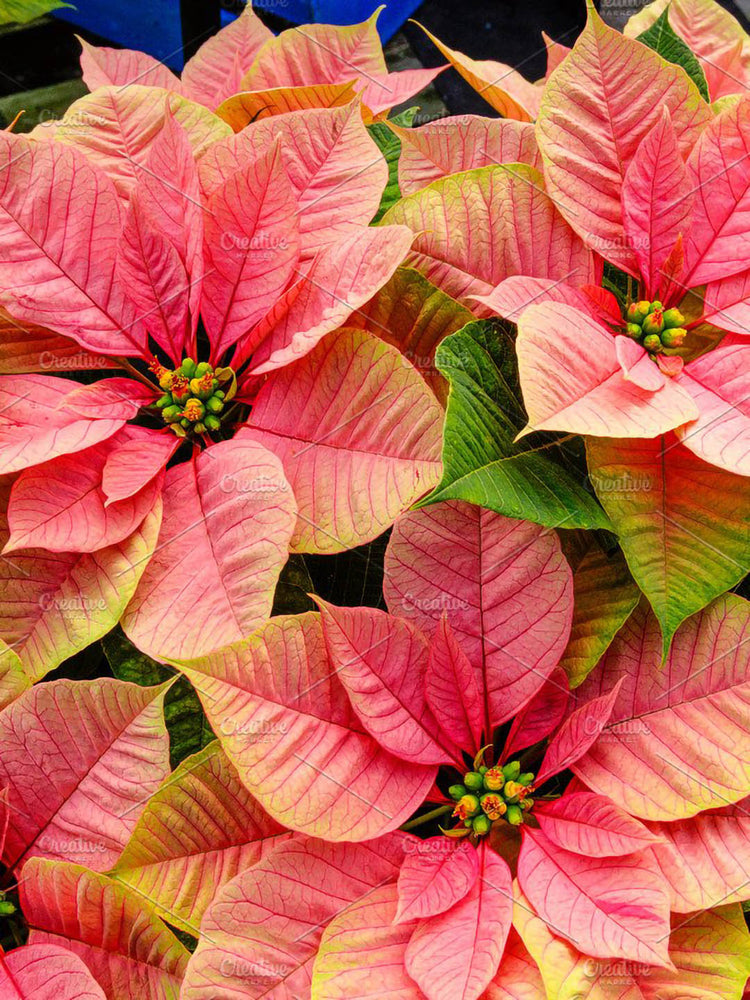 Euphorbia Pulcherrima Pink