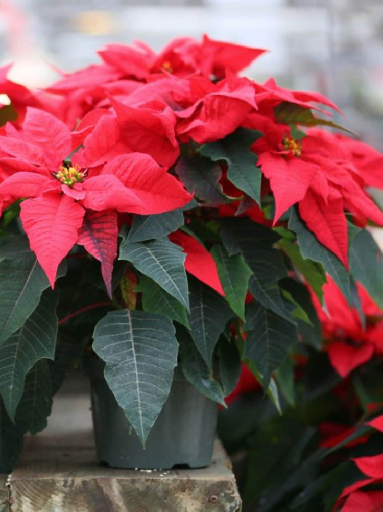 Euphorbia Pulcherrima Red