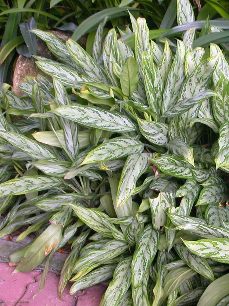 Aglaonema Silver Queen