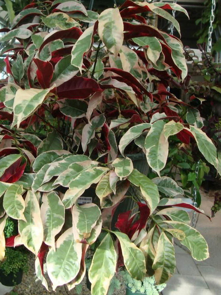 Excoecaria Cochinchinensis