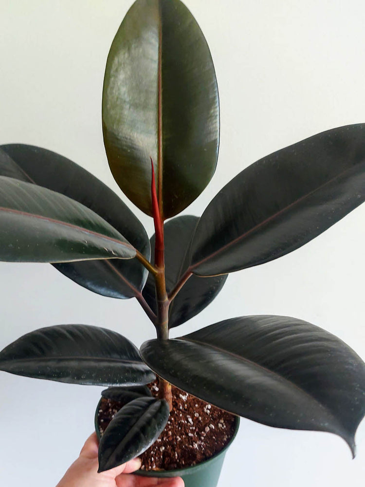 Ficus Elastica Burgundy