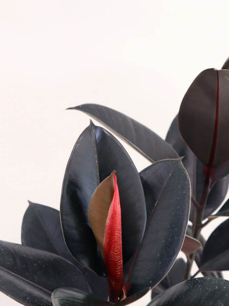 Ficus Elastica Dwarf Black