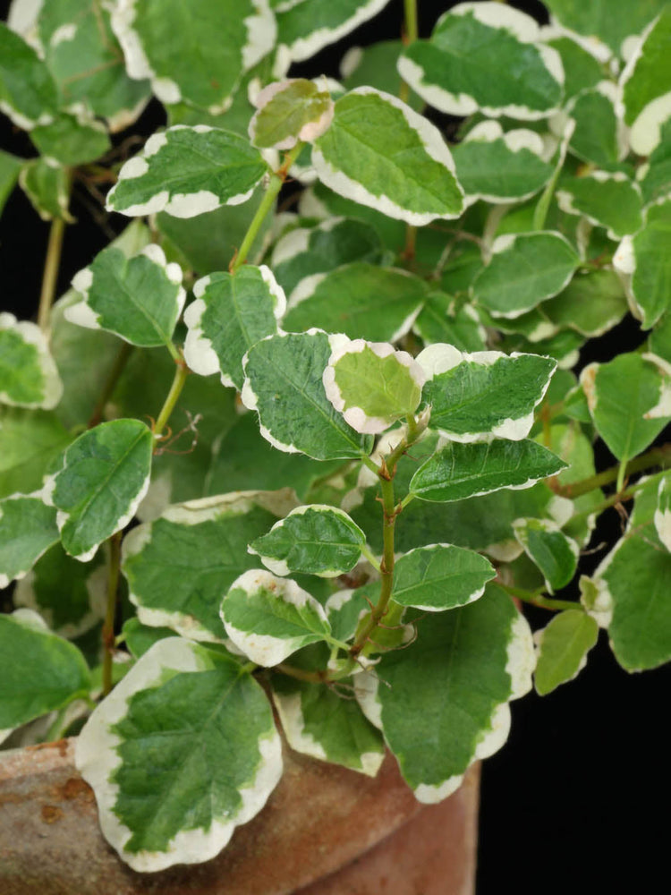 Ficus Pumila Variegata