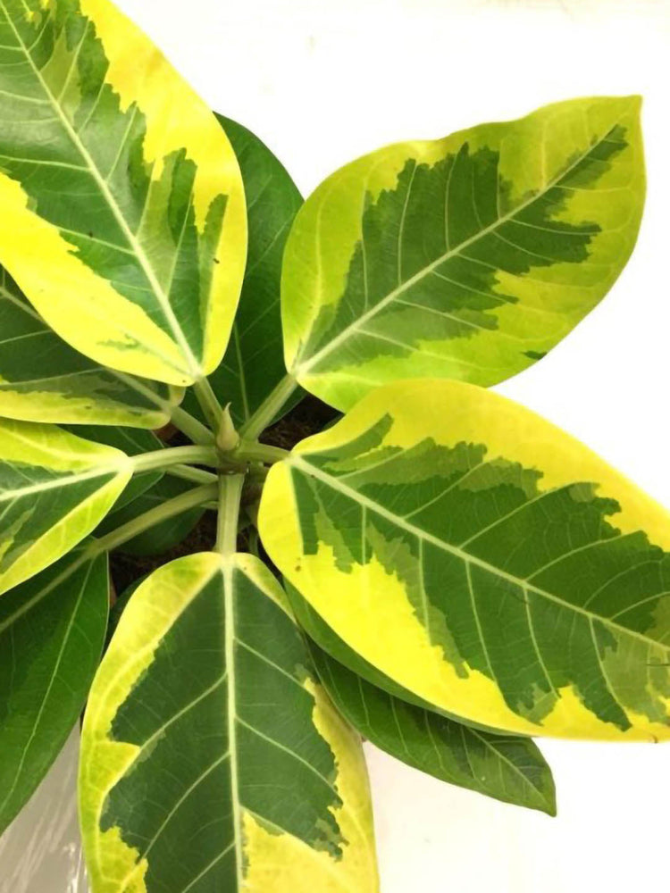 Ficus Benghalensis Variegata