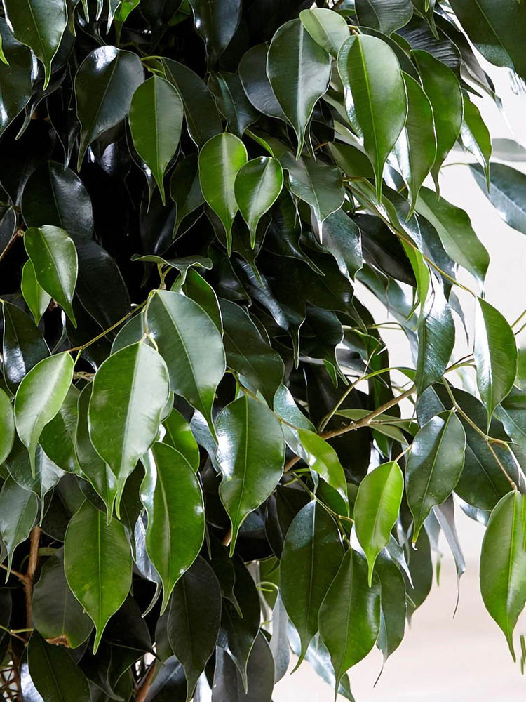 Ficus Benjamina