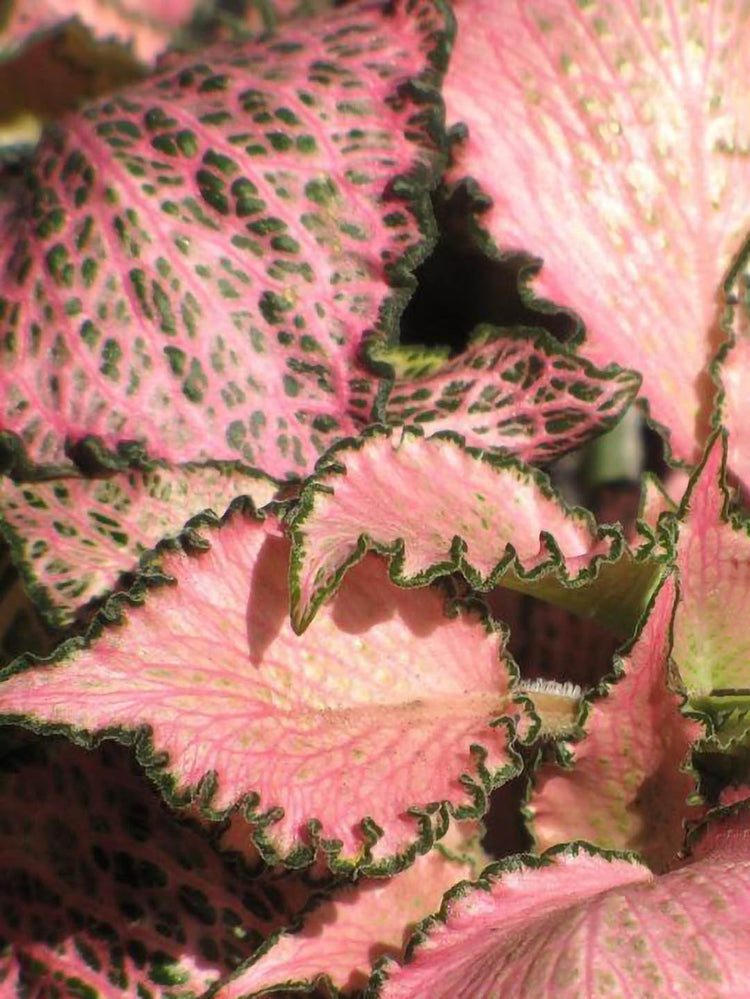 Fittonia Albivenis Frankie