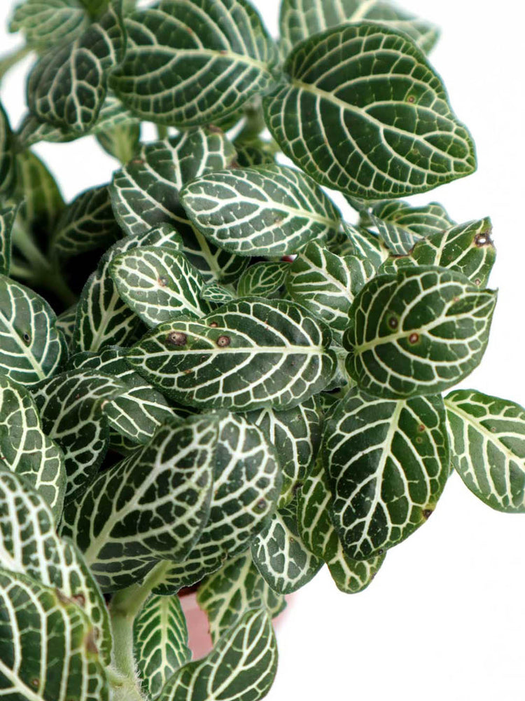 Fittonia Albivenis Leather Leaf