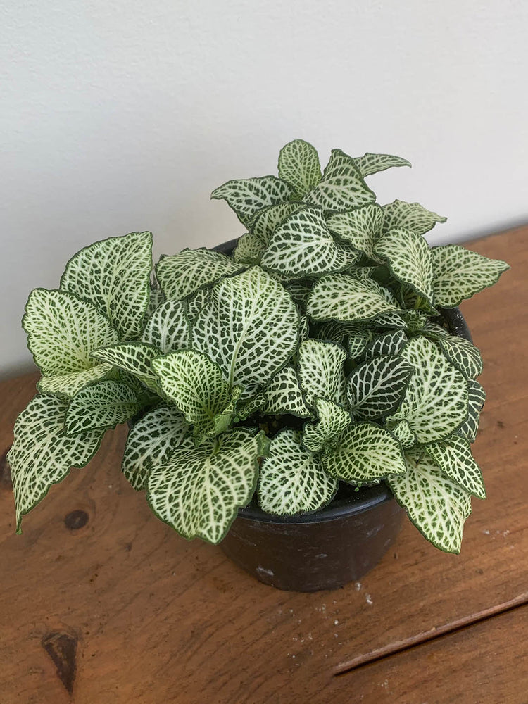 Fittonia Albivenis White